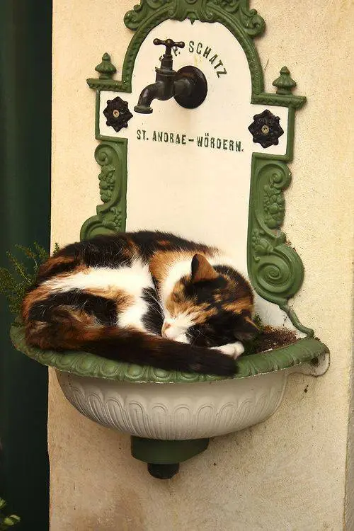 A calico cat is curled up and sleeping soundly inside a decorative, ornate outdoor wall-mounted drinking fountain. The…