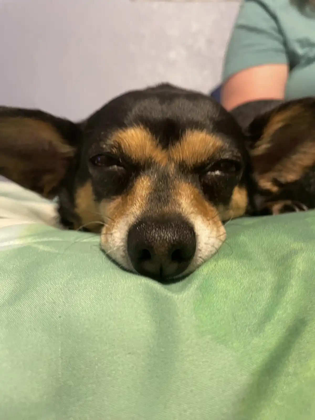 A close-up photo shows a small black and tan dog with droopy eyes resting its head on a green blanket, appearing very sleepy…
