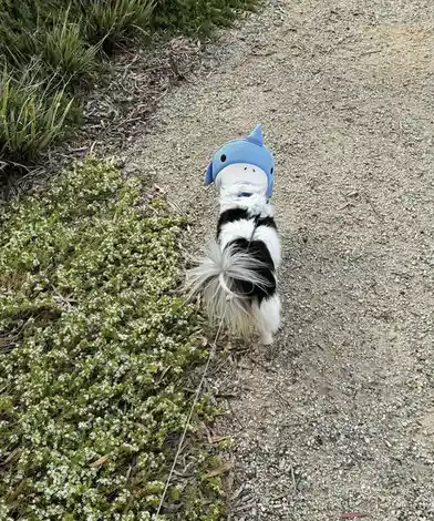 Daily Dose of Cutness: Meet My Dog Panko