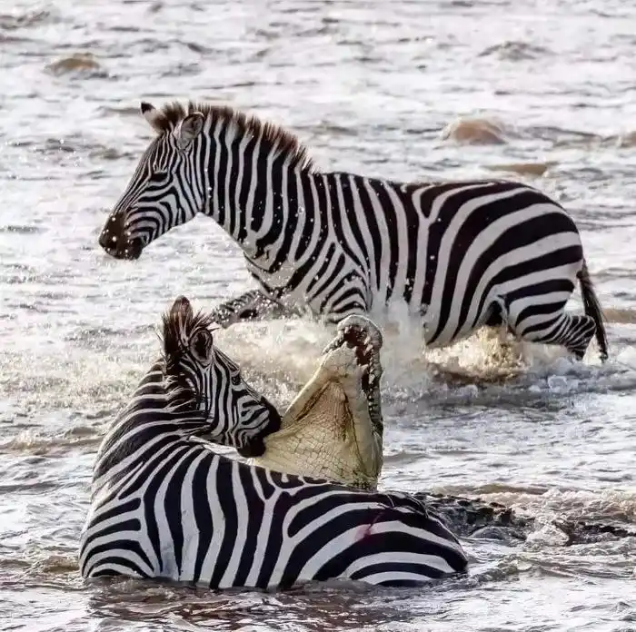 A zebra is partially submerged in water with a crocodile biting its neck, while another zebra runs away through the water…