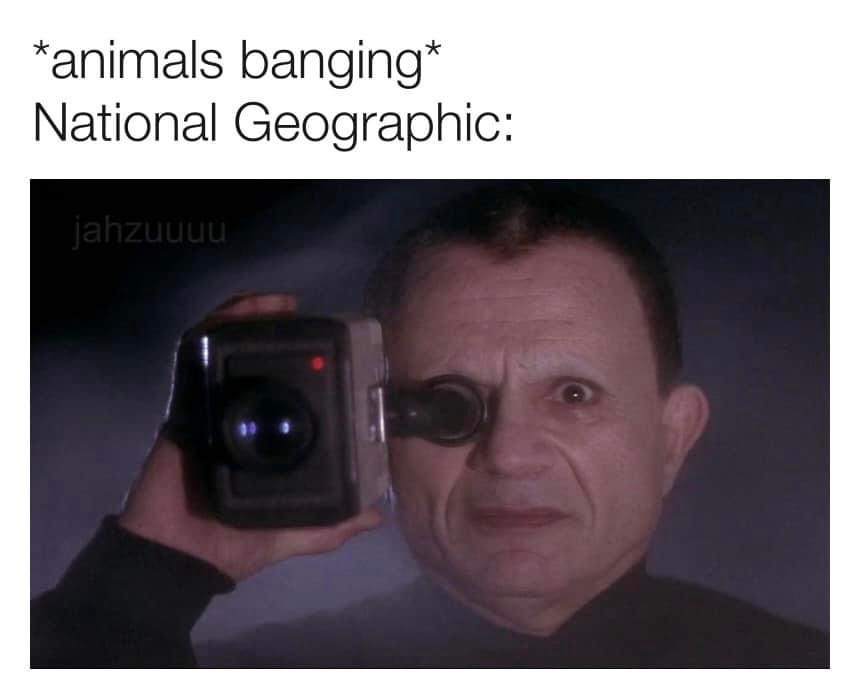 A man with a monocle and a camera held to his eye stares intensely at the viewer. The overlaid text reads '*animals…