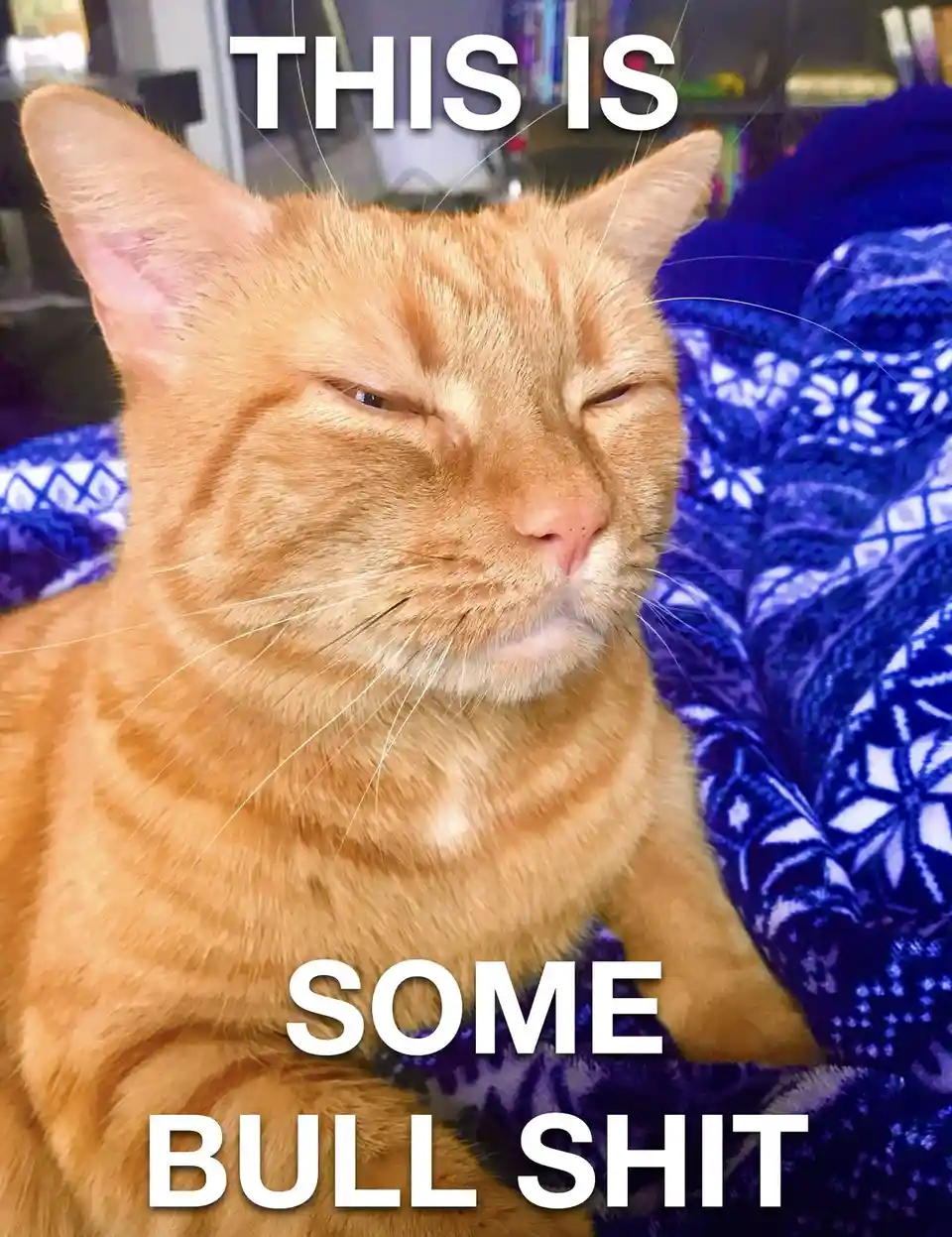 An orange tabby cat with a smug, unimpressed expression, eyes half-closed, sits on a blue patterned blanket. The text…