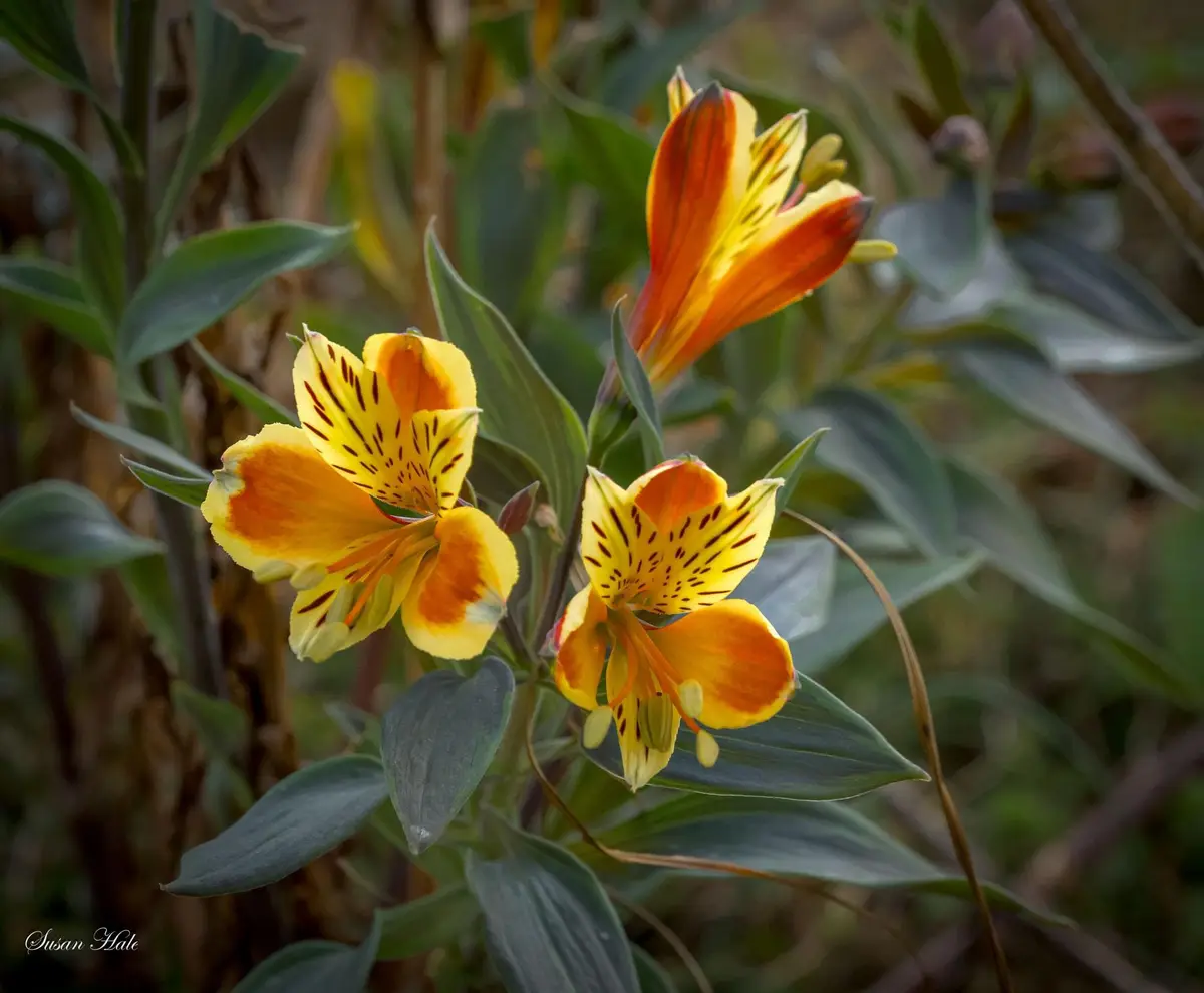 A close-up photograph of three vibrant orange and yellow flowers with dark spots, surrounded by green leaves. The image has…