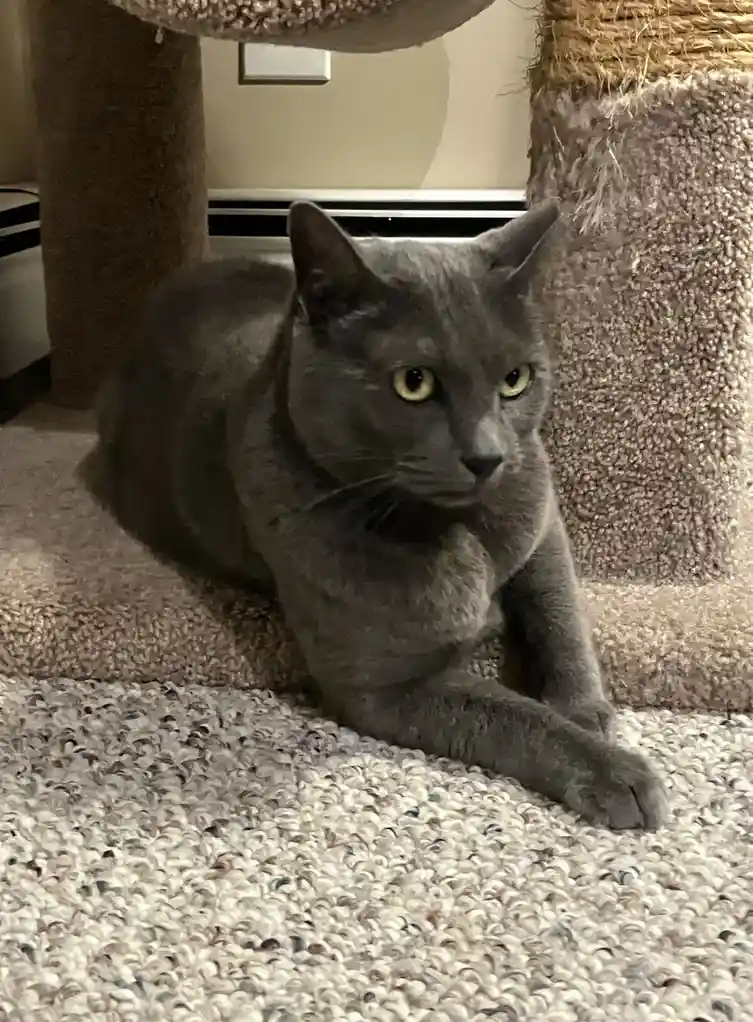 A solid gray cat with yellow eyes is lying on a carpeted floor next to a cat tree, looking directly at the camera with a…