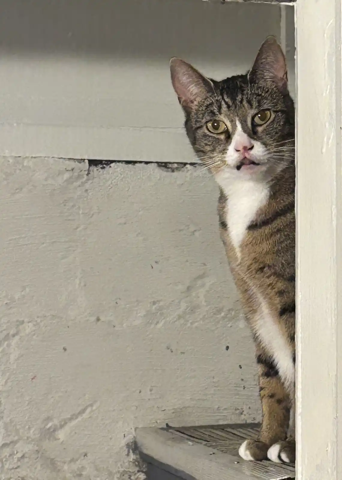 A tabby cat with white markings peeks out from a doorway or shelf, looking directly at the camera with wide, alert eyes and…