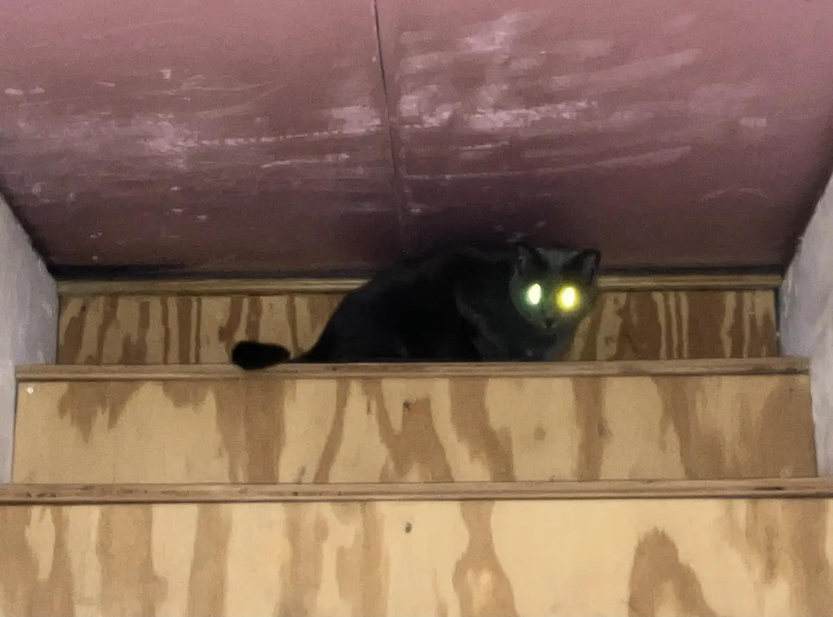 A black cat with glowing yellow eyes sits atop wooden stairs, looking down at the viewer. The cat is positioned under a…
