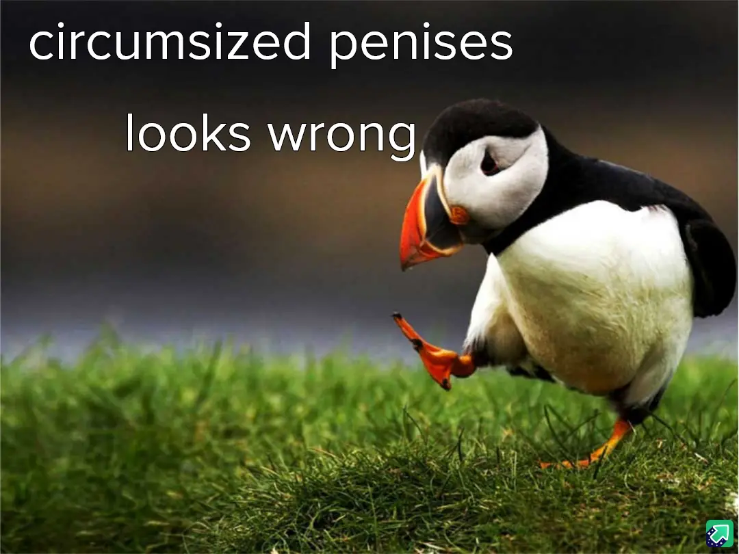A photograph of a puffin standing on green grass, looking down and to the side with a slightly confused or disapproving…