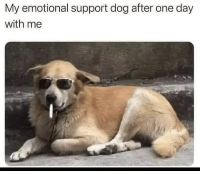 A tan and white dog lies down on a concrete surface, wearing dark sunglasses and holding a white cigarette in its mouth. The…