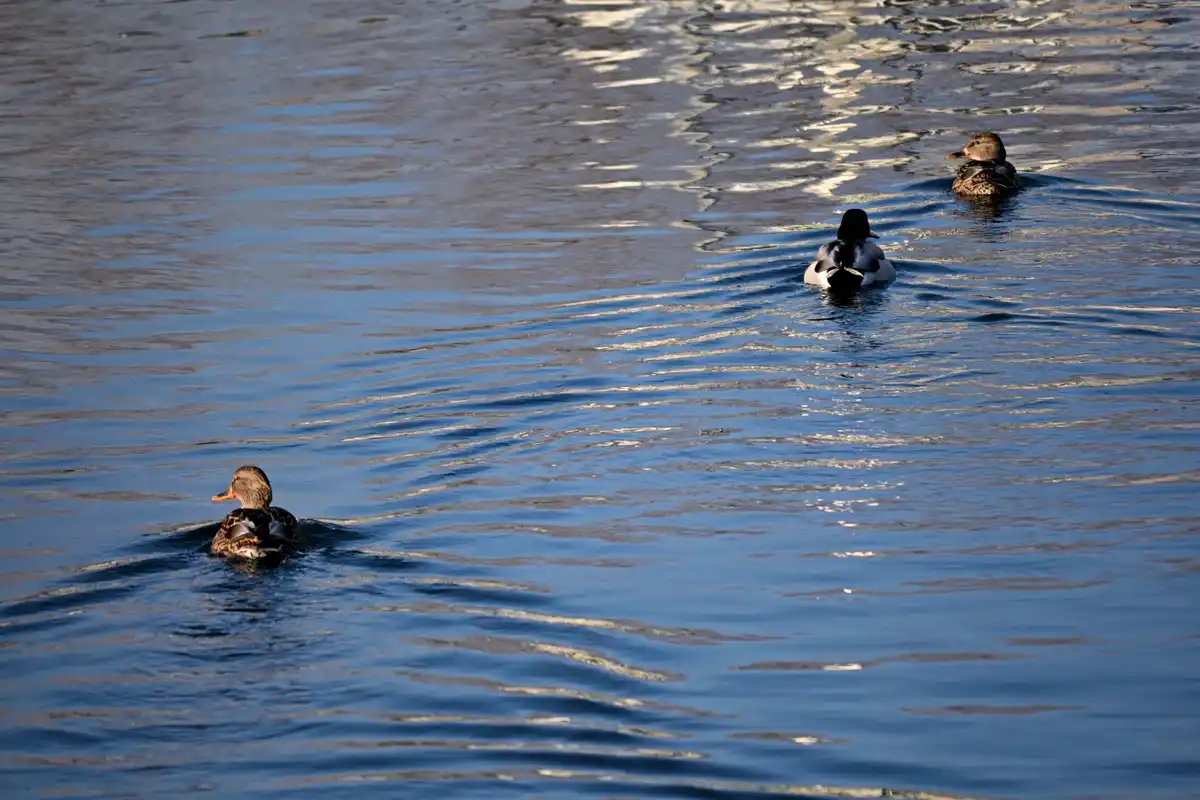 Three ducks are swimming in a body of water, with ripples and sunlight reflecting on the surface. The ducks are arranged in…