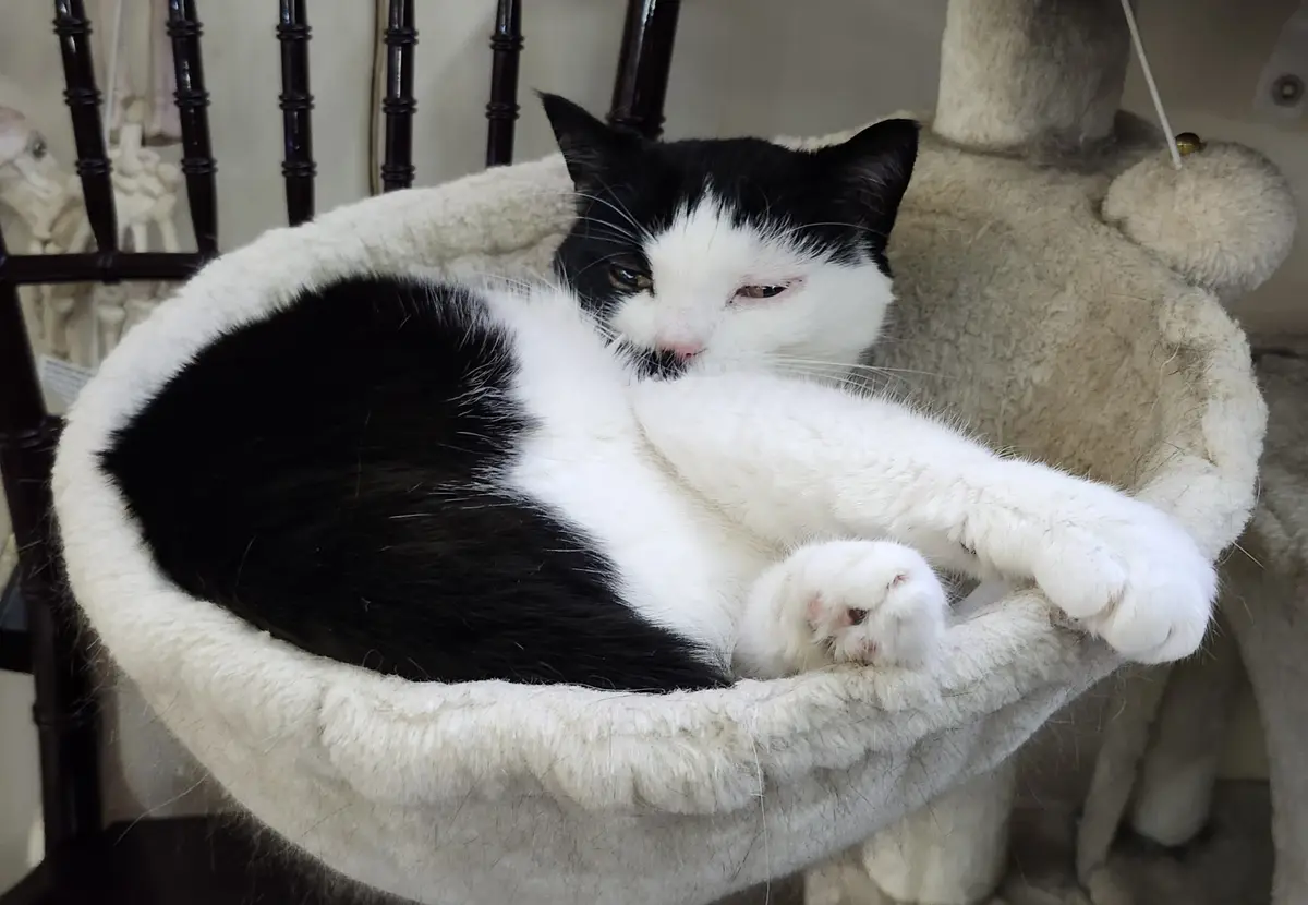A black and white cat is curled up in a plush, beige cat tree bed, looking sleepy and unbothered. Its eyes are half-closed…
