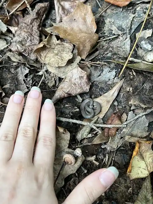 A close-up photo shows a small, coiled snake camouflaged among dry, brown leaves and twigs on forest floor dirt. A person's…
