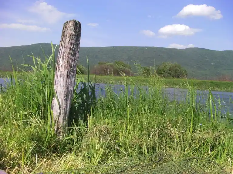 A weathered, broken wooden post stands in tall green reeds beside a body of water, with rolling green hills and a blue sky…
