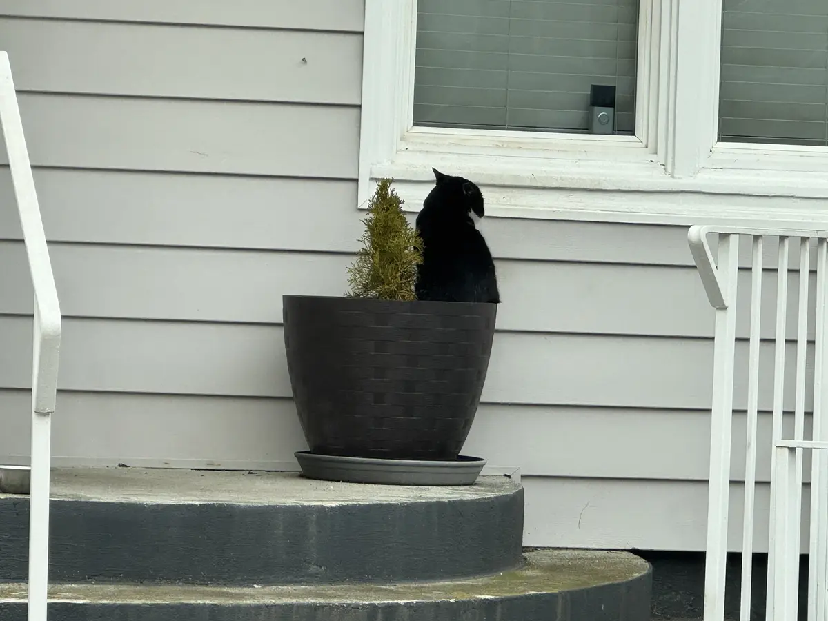 A black cat is sitting on the edge of a large black planter on a porch step, facing away from the camera and looking toward…