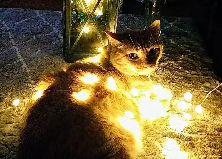 A brown tabby cat sits on a textured carpet, illuminated by string lights draped over its body and a decorative lantern in…