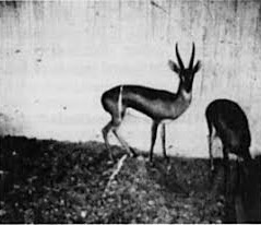 A grainy black-and-white photo shows two antelopes standing near a wall; one is facing forward with visible horns, the other…