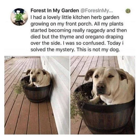 Two photos show a light-colored dog lounging inside a wooden barrel planter on a wooden porch, with herbs visibly growing…