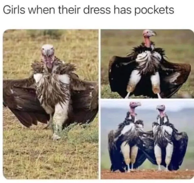 A three-panel image collage showing vultures standing in grassy fields, each panel depicting the birds with their wings…