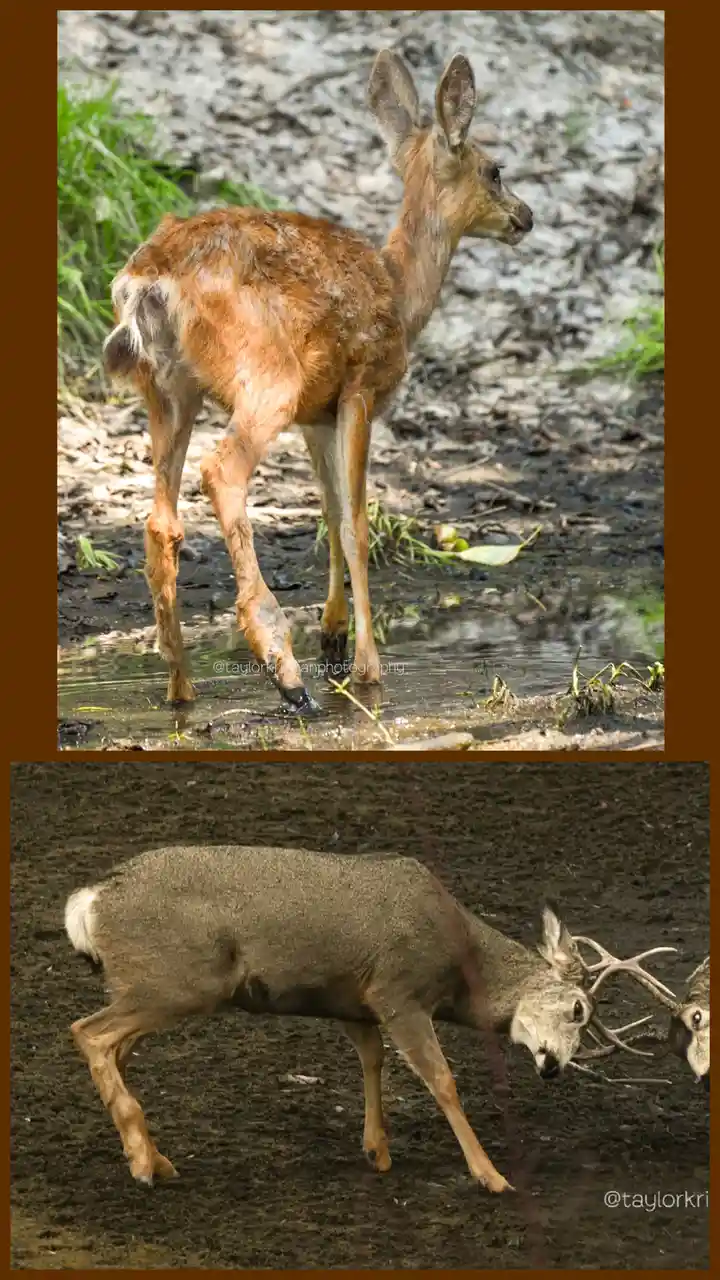 The image shows two photos of deer. The top photo features a young deer standing in shallow water with muddy legs, looking…
