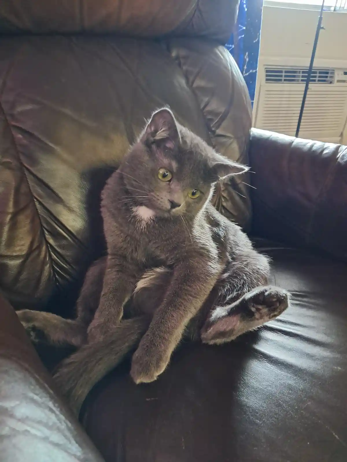 A gray cat with yellow eyes sits on a dark brown leather couch, looking directly at the camera with a relaxed but slightly…