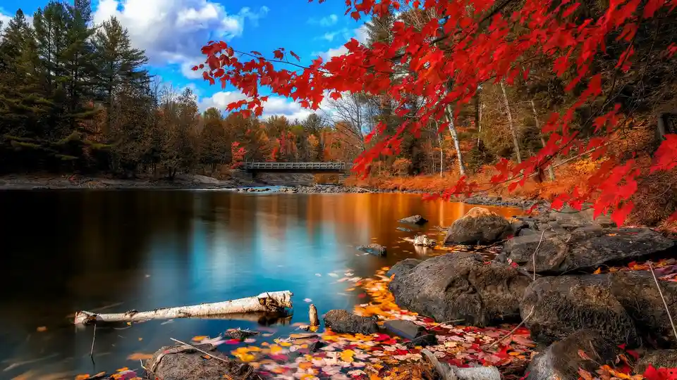 A serene autumn landscape featuring a calm river with floating leaves, large rocks, and vibrant red maple leaves in the…