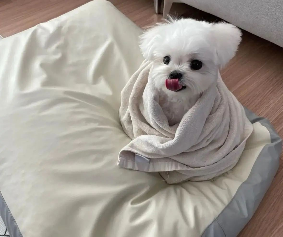 Snuggly Doggy: The Ultimate Cozy Companion