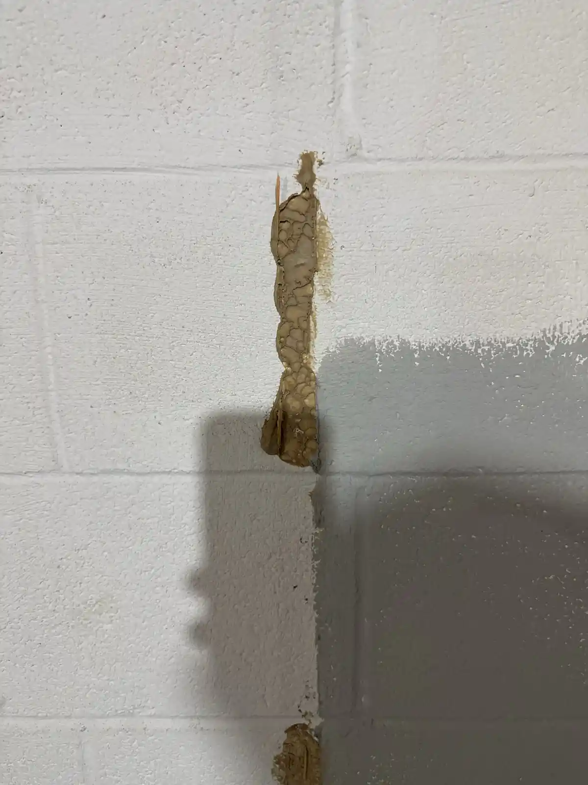 A close-up photo shows a vertical strip of peeling, bubbled, beige paint on a white-painted cinder block wall, with a shadow…