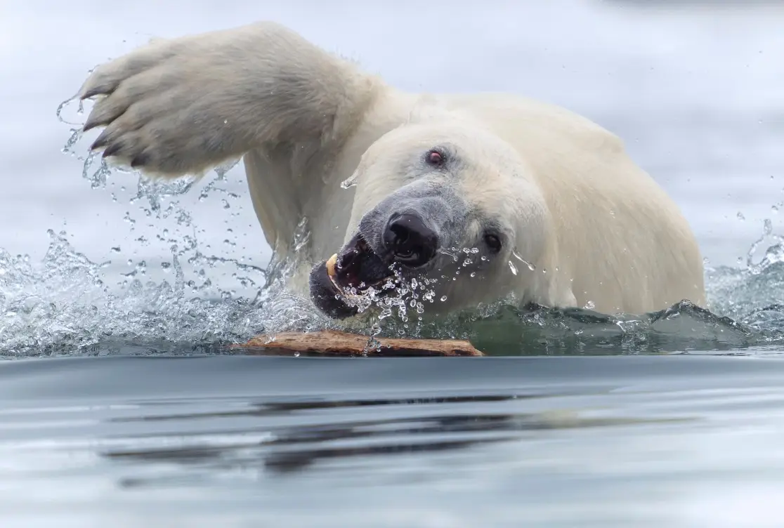 A polar bear is partially submerged in water, splashing as it lunges forward with its mouth open, appearing to grab or bite…