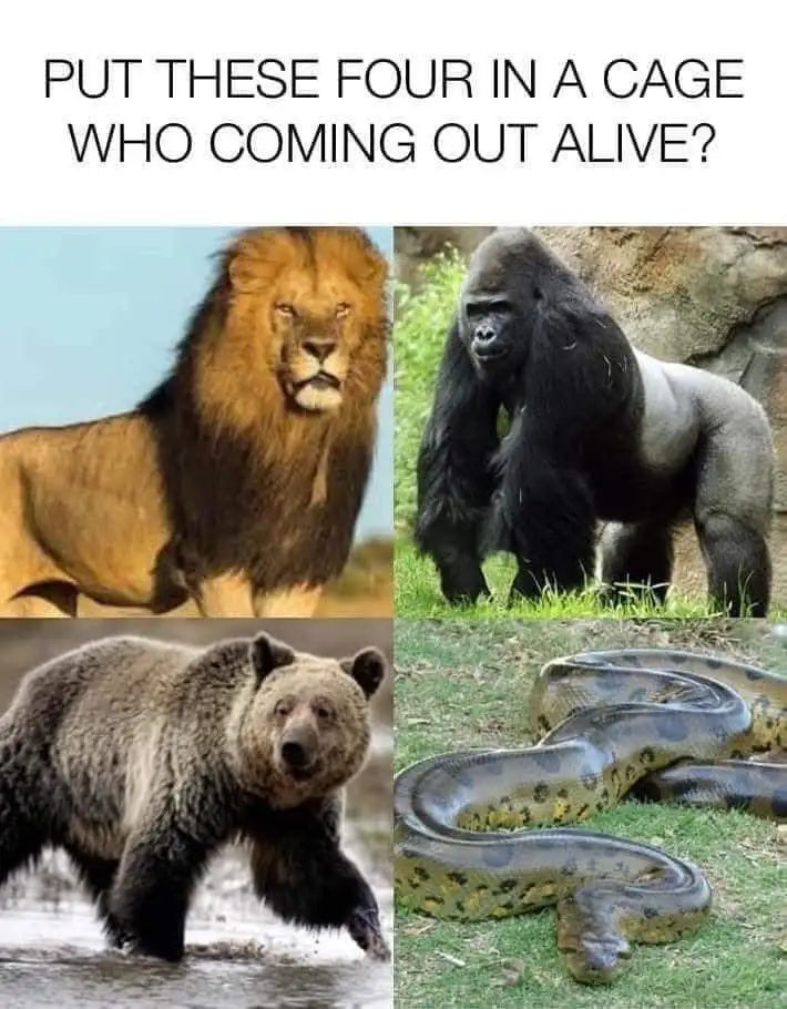 The image displays four large animals: a male lion with a mane, a gorilla standing on grass, a brown bear walking through…