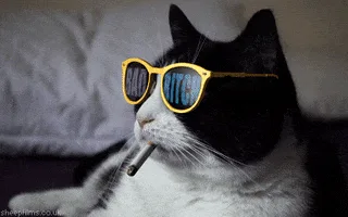 A black and white cat wearing yellow sunglasses with the words 'BAD BITCH' printed on the lenses, holding a cigarette in its…