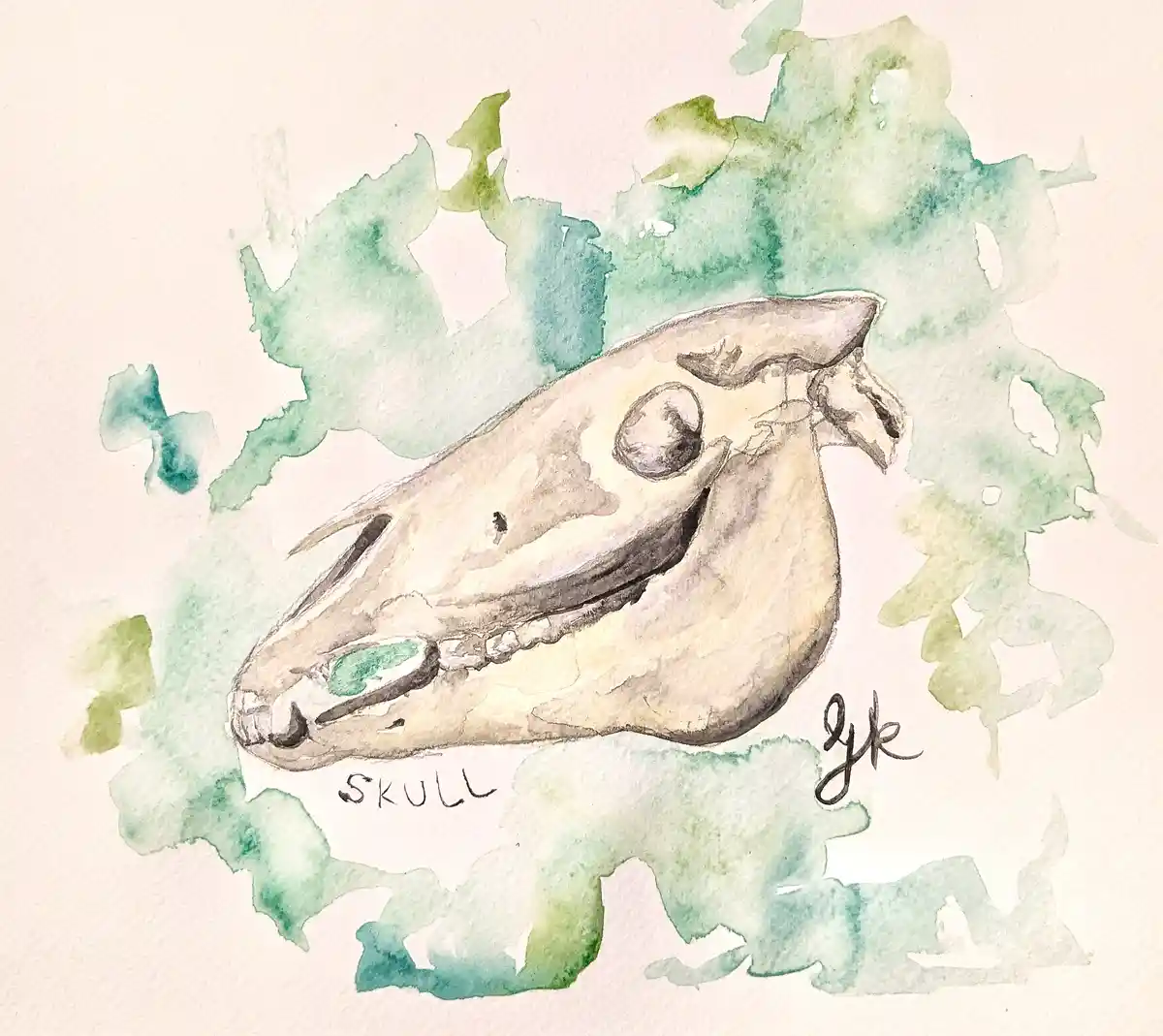 A watercolor painting depicts a detailed animal skull, likely a rodent or small mammal, rendered in beige and gray tones…