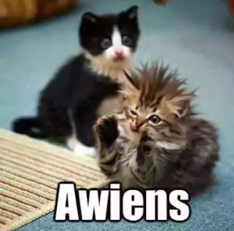 Pre-Tariff Phone Dump: Cat Edition, Part 6