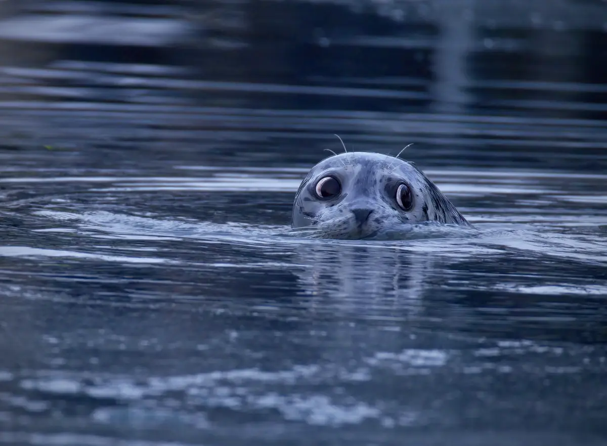 A close-up photograph shows a seal's head emerging from dark, rippling water, its large, round eyes staring directly at the…