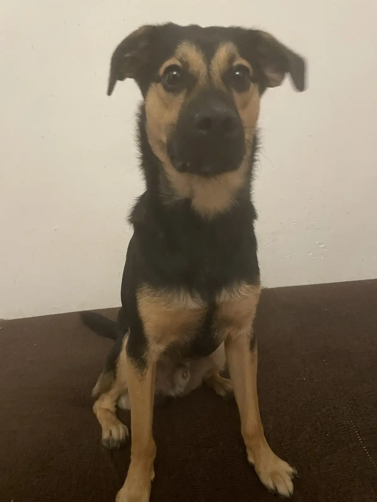 Meet Rocky: The Bestest Boy with a Nuclear Engine