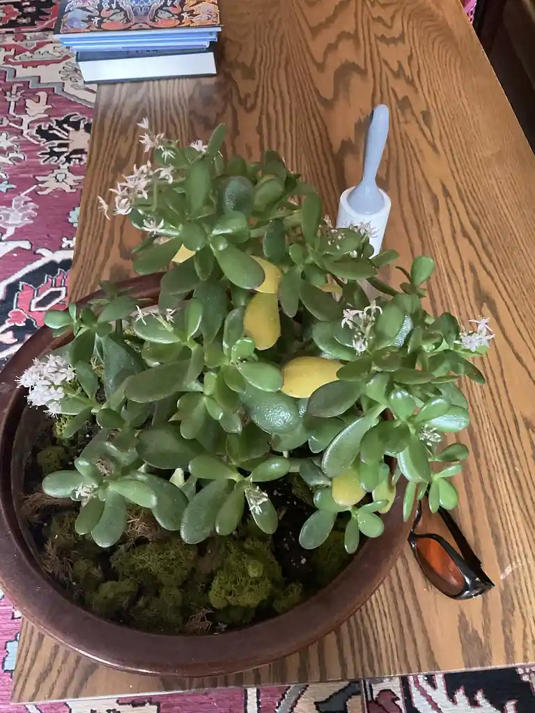 A jade plant with small white flowers sits in a brown pot on a wooden table, with several yellow lemons tucked among its…