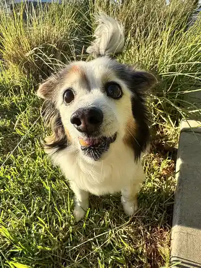 A small, fluffy dog with white, black, and tan fur stands in green grass, looking up with wide, expressive eyes and a…
