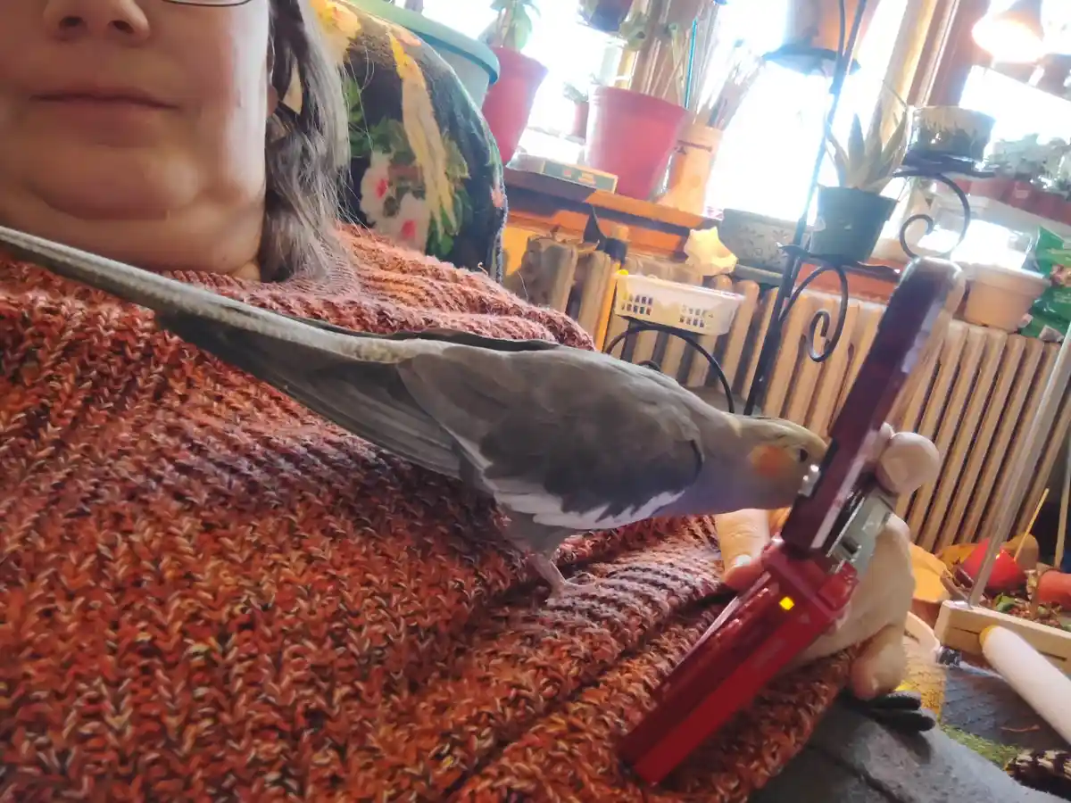 A close-up photo shows a cockatiel perched on a person's orange-red knitted sweater, pecking at a red smartphone held in the…