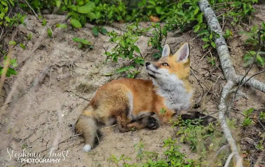 A red fox is lying on sandy ground surrounded by green foliage and branches, looking upward with an alert expression. The…