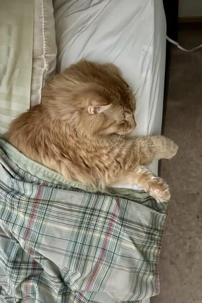 A fluffy orange tabby cat is curled up on a bed, partially covered by a plaid blanket, with one paw extended and eyes…