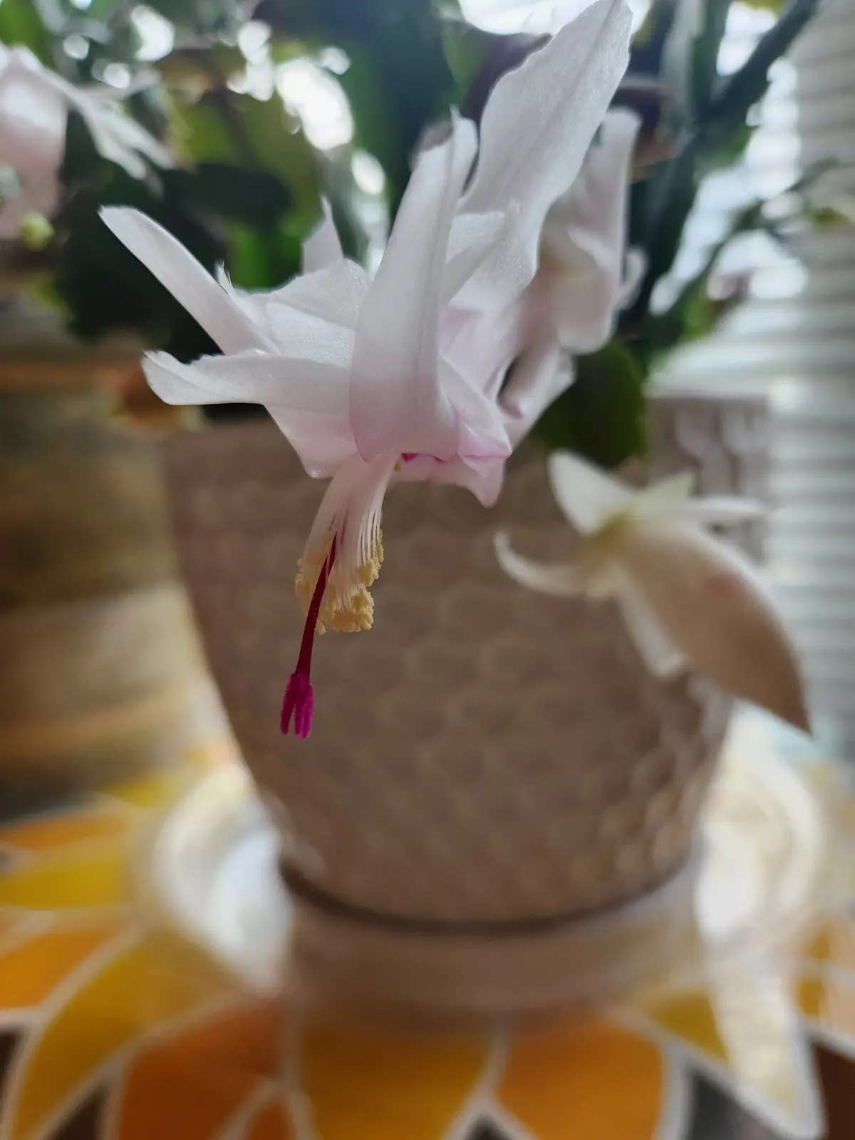 A close-up photo shows a light pink, star-shaped flower with delicate petals and a prominent magenta stigma, hanging from a…