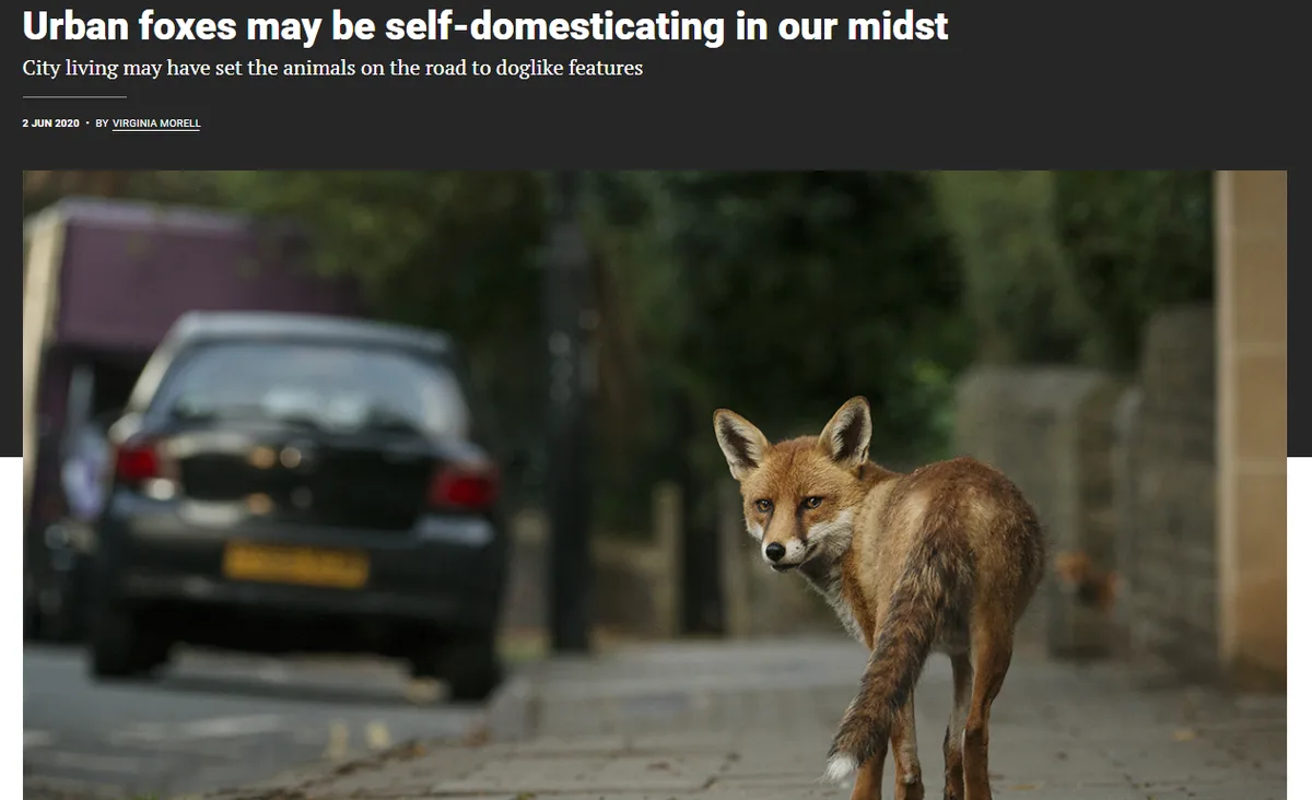 A red fox stands on a city sidewalk, looking back at the camera with a curious expression. Behind it, a blurred black car…