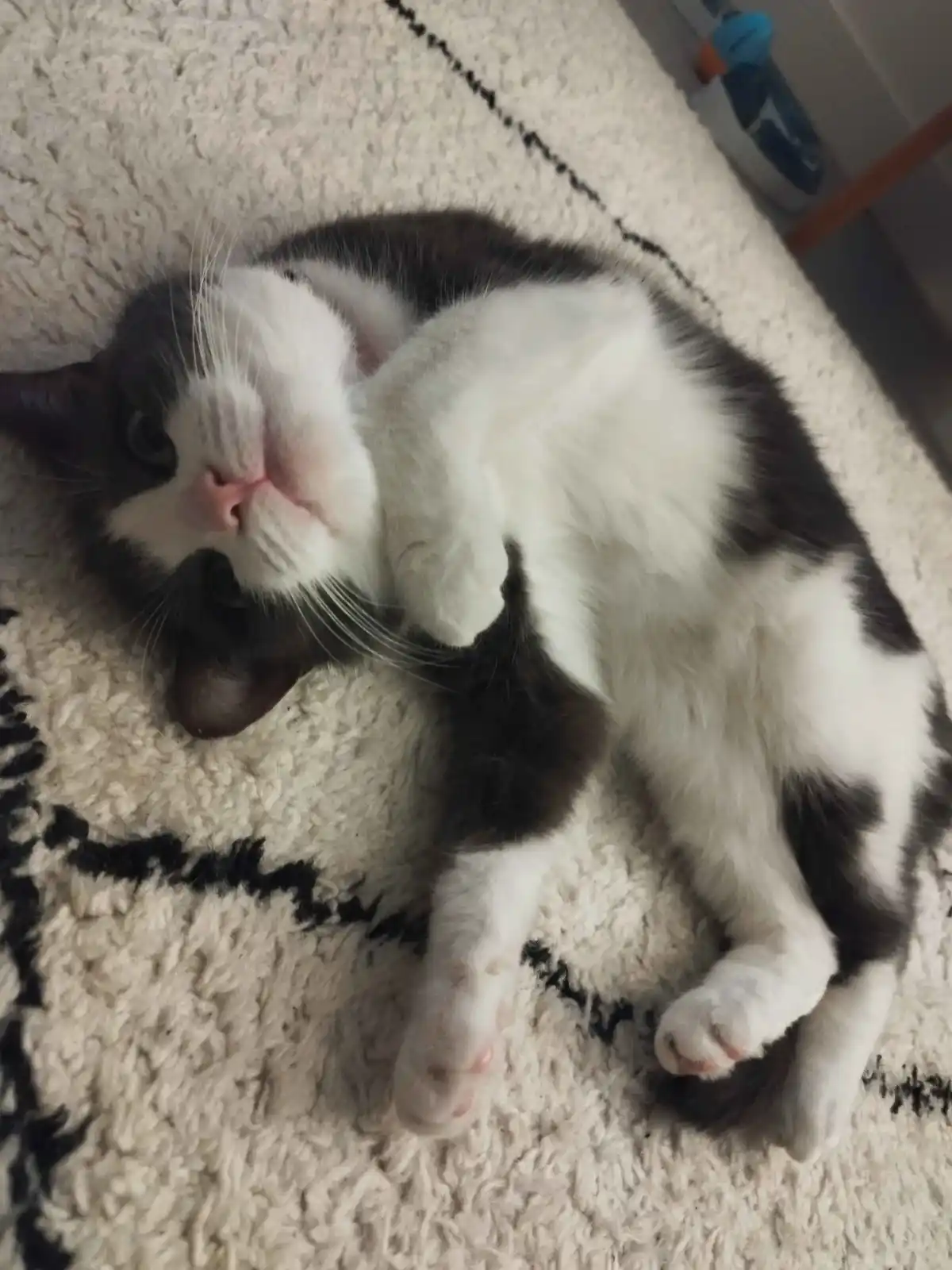 A black and white cat is lying on its back on a textured cream rug with black fringe, looking up with wide eyes and one paw…