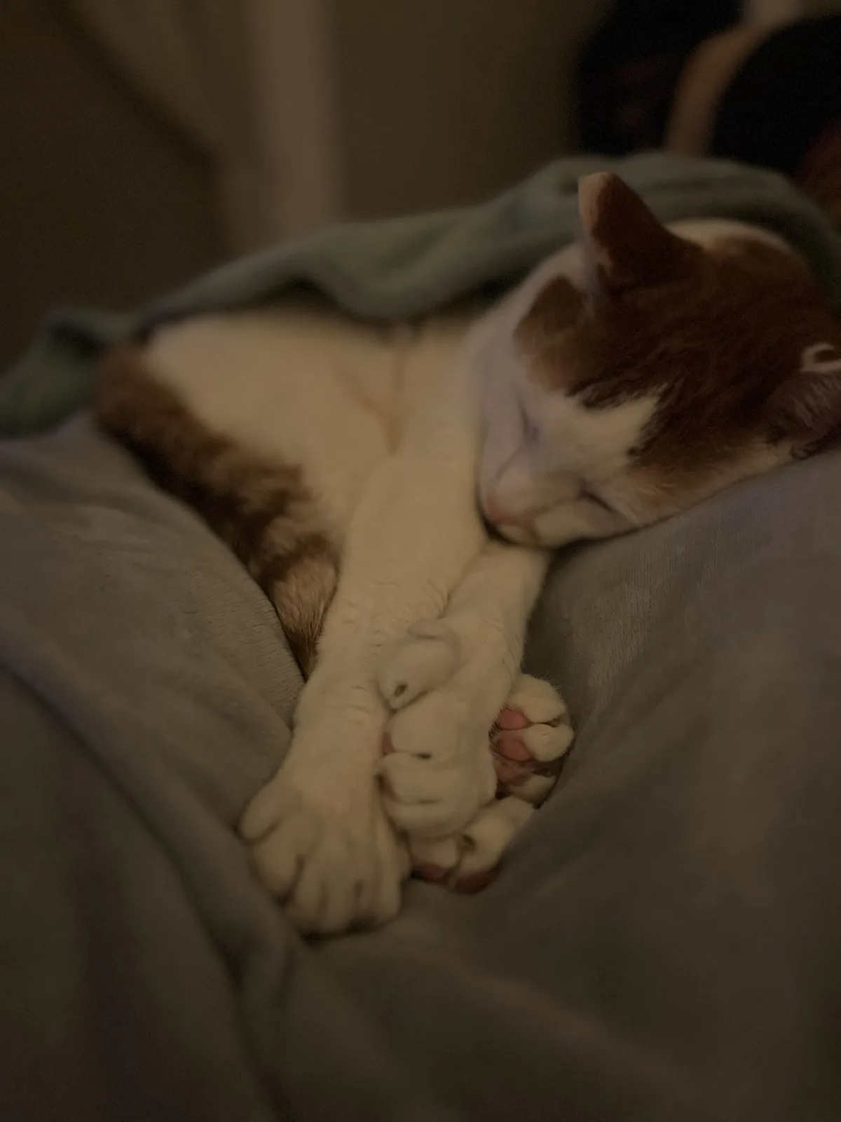 A white and brown cat is curled up asleep on a gray blanket, its paws clasped together in a relaxed, almost human-like pose…