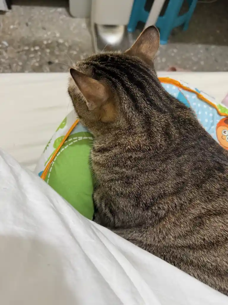 Just a cat, but oh so adorable!