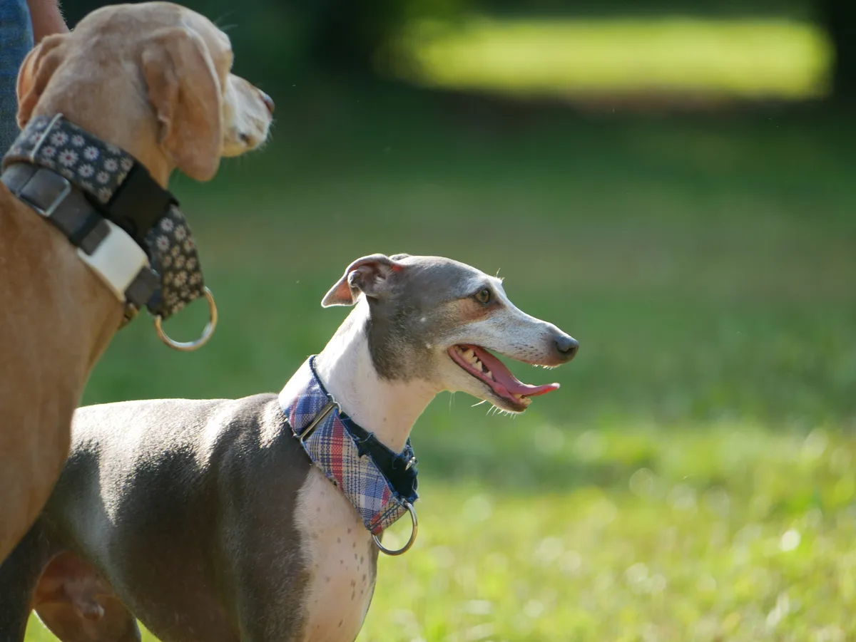 Two dogs stand side by side in a grassy outdoor setting, one tan with a floral-patterned collar and the other grey with a…