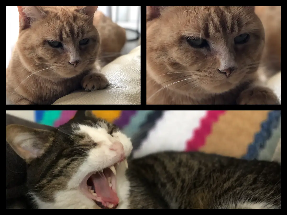 The image is a three-panel meme. Top left: a ginger cat with a grumpy, unimpressed expression. Top right: a close-up of the…
