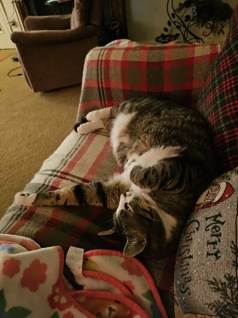 A tabby cat with white markings is lying on its back on a plaid couch, looking relaxed and slightly dazed, with its paws up…