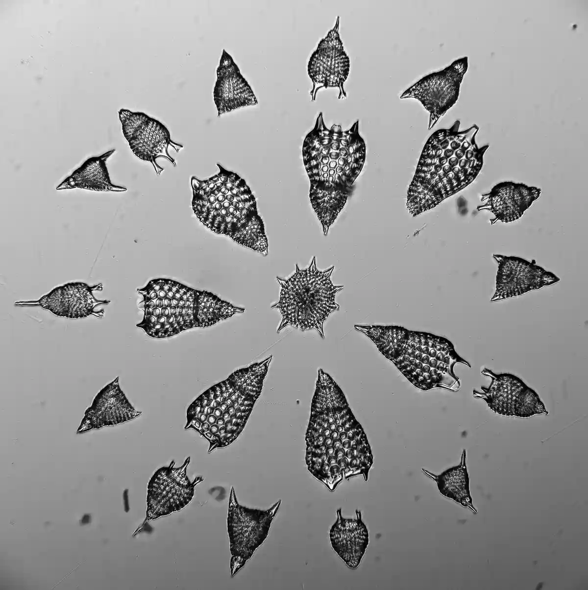 A black-and-white microscopic image shows numerous small, spiky, shell-like organisms arranged in a circular pattern around…