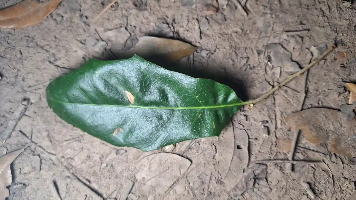 A single vibrant green leaf with visible veins and small brown spots lies on cracked, dry earth surrounded by other brown…