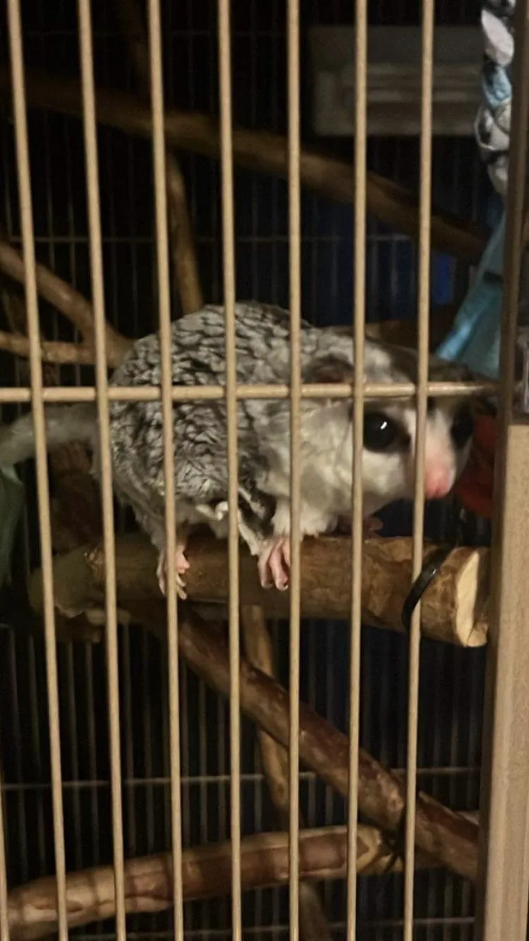 The Adventures of The Three Fluffsketeers