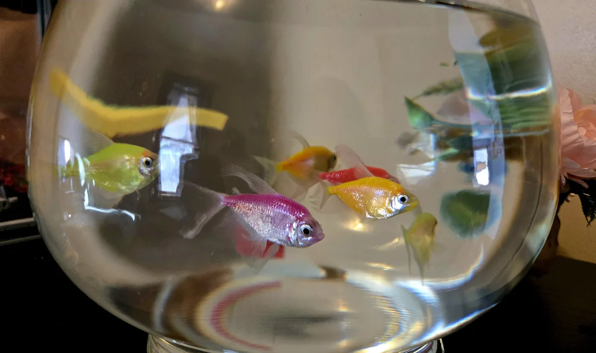 A close-up photo shows several small, brightly colored fish—pink, yellow, green, and red—swimming in a clear, round glass…